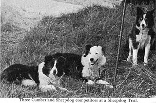 <span class="mw-page-title-main">Cumberland Sheepdog</span> Dog breed