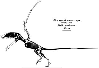 <span class="mw-page-title-main">Pterosauromorpha</span> Extinct clade of reptiles