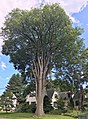 Elm tree on Elm Street in Plaistow, New Hampshire, which was planted in the late 1800s (August 2019). Girth 13 ft at 4.5 ft above ground; height 85 ft; spread 80 ft.