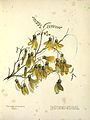 23 février 2016 Sophora tetraptera (kowhai) par Emily Cumming Harris