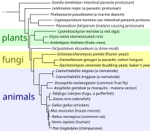 An evolutionary tree of eukaryotic organisms, constructed by the comparison of several orthologous gene sequences Eukaryote tree.svg