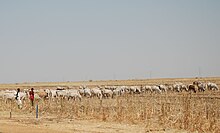 Cattle in sorghum field, Gezira Gezira cattle.jpg