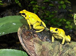 Phyllobates terribilis