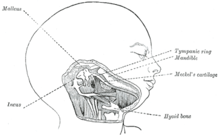 <span class="mw-page-title-main">Meckel's cartilage</span>