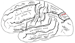 <span class="mw-page-title-main">Parieto-occipital sulcus</span> Fold which separates the parietal and occipital lobes of the brain