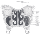 Frontalschnitt durch die Nasenhöhle