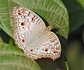 Grey Pansy (Junonia atlites atlites)