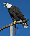 Pygargue à tête blanche (Haliaeetus leucocephalus).