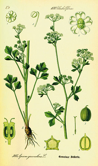 <span class="mw-page-title-main">Celery</span> Species of edible plant