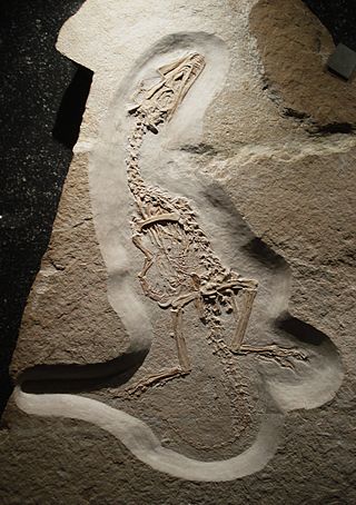 <i>Juravenator</i> Extinct genus of dinosaurs