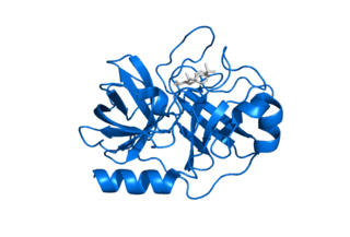 <span class="mw-page-title-main">KLK7</span> Protein-coding gene in the species Homo sapiens