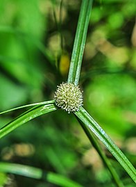 Cyperus brevifolioides (Kyllinga gracillima)