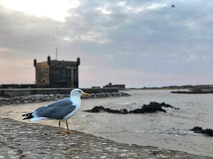 Essaouira Maroc l'épisode pilote