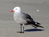 Heermann's Gull