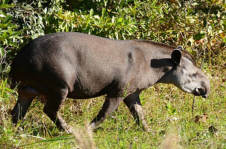 Tapirus terrestris