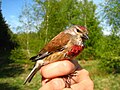 Ġojjin Carduelis Cannabina