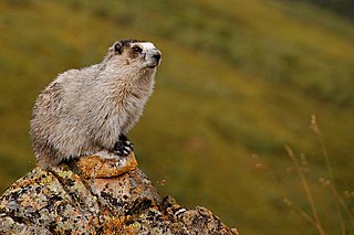 <span class="mw-page-title-main">Hoary marmot</span> Species of rodent