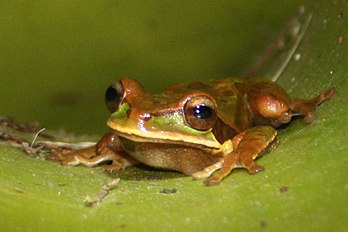 Frog, Masked tree