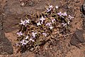 Matthiola fruticulosa var. bolleana