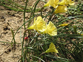 <i>Narcissus romieuxii</i> Species of daffodil