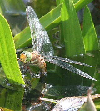 <i>Anaciaeschna</i> Genus of dragonflies