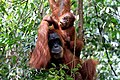 Image 82Sumatran orangutan mother and child in Mount Leuser National Park, North Sumatra (from Tourism in Indonesia)