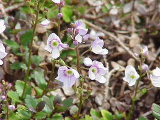 <i>Veronica catarractae</i> Species of plant in the genus Veronica