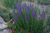 Penstemon strictus