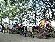 Typical Costa Rican ox-drawn carts in Nicoya