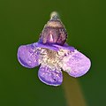 Pinguicula vulgaris flower