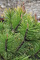 Pinus mugo ‘Wintergold’