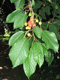 Дива череша (Prunus avium)