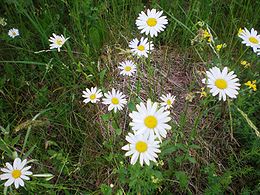 Paprastoji baltagalvė (Leucanthemum vulgare)