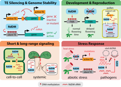 Overview of several of the biological functions of RdDM.Top left: TE silencing by RdDM prevents TE activation and transposition. Without RdDM, active TEs are free to transpose into genes or promoters, which can disrupt gene expression or result in a mutant protein. Top right: RdDM is involved in several aspects of development; for example, RdDM affects flowering time by repressing FWA. In pollen, TEs become activated in a support cell, leading to the production of sRNAs for RdDM that move to the germ cell in order to reinforce TE silencing. Bottom left: sRNAs involved in RdDM are mobile, and can move between cells through plasmodesmata, or systemically via the vasculature, so RdDM-mediated silencing can spread from its point of origin to distal tissues. Bottom right: RdDM is involved in several abiotic stress responses including the heat shock response, and can silence TEs that would otherwise become active and transpose under heat stress. RdDM is also involved in pathogen defense, and can silence viral DNA (either as a viral minichromosome, shown, or as an integrated provirus) using sRNAs derived from viral mRNAs. RdDM biological functions.png