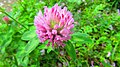 Trifolium pratense Japan - Yokohama