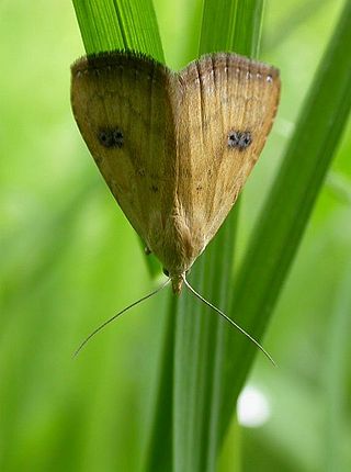 <span class="mw-page-title-main">Rivulinae</span> Subfamily of moths