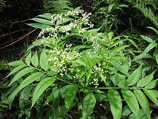 <i>Sambucus gaudichaudiana</i> Species of plant