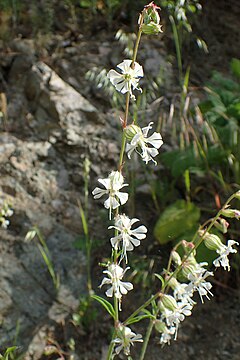 Description de l'image Silene dichotoma kz01.jpg.