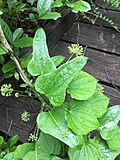 Thumbnail for Smilax pseudochina