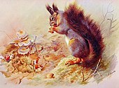 "Squirrel" illustration from "British Mammals" by A. Thorburn, 1920 Squirrel Eating.jpg