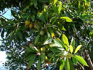 <i>Pouteria</i> Genus of trees