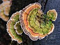 Polyporaceae (Trametes versicolor)