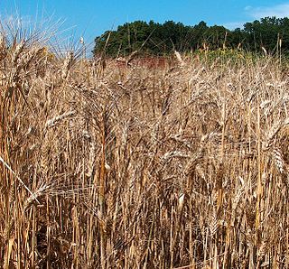 <span class="mw-page-title-main">Durum wheat</span> Species of wheat used for food