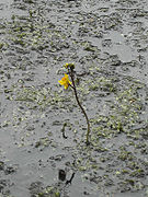 Utricularia vulgaris (flowers)