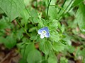 Veronica persica