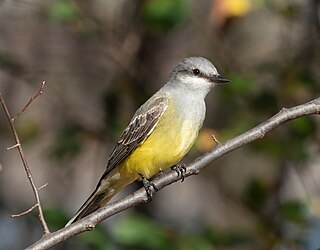 <span class="mw-page-title-main">Western kingbird</span> Species of bird