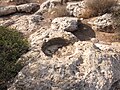 Wine press carved in rock at Rebbo