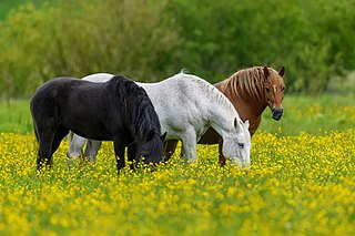 <span class="mw-page-title-main">Equine coat color</span> Horse coat colors and markings