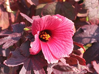 <i>Hibiscus acetosella</i> Species of flowering plant