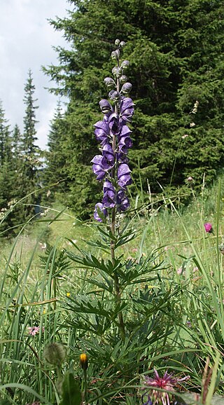 <i>Aconitum napellus</i> Species of plant